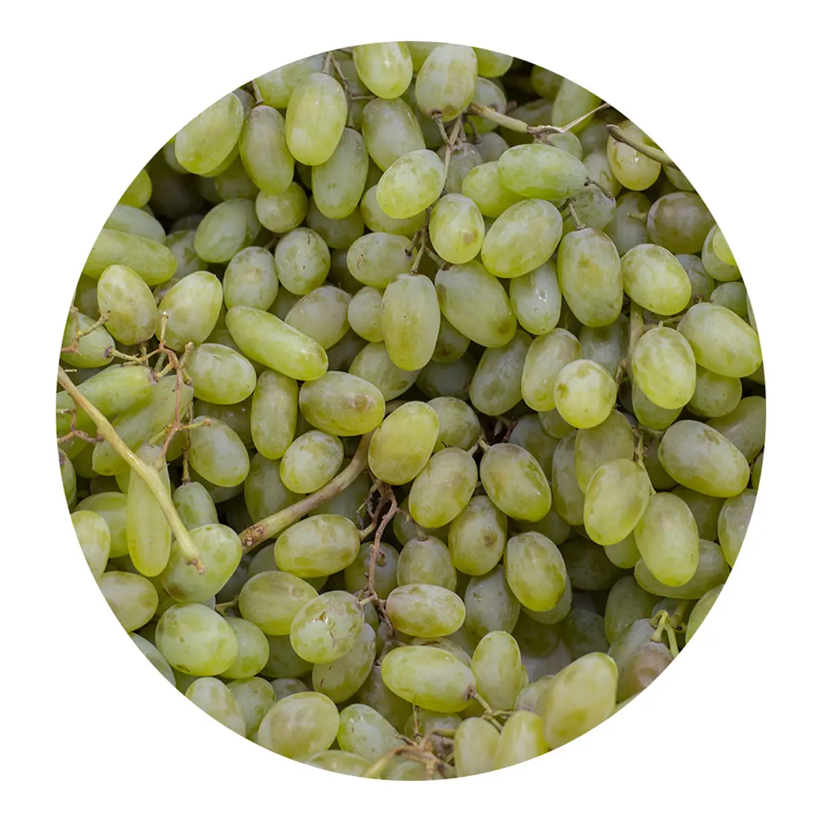 Grown grapes for sale from the manufacturer bulk in price