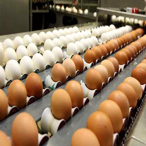 Свежие коричневые куриные яйца на продажу/белые яйца