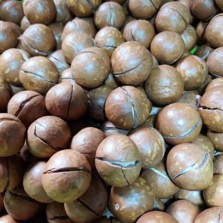 Wholesale high quality cheap macadamia nut with low price and high nutrition for your health