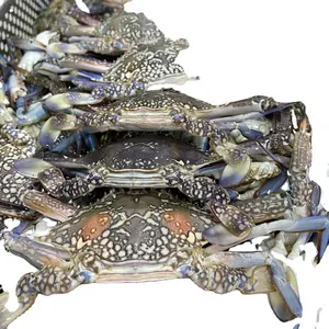 FROZEN BLUE SWIMMING CRAB TOP QUALITY FROM BEHRAIN ORIGIN