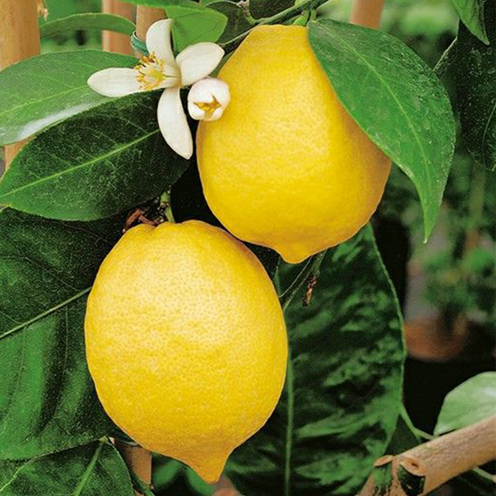 CHEAP Price HIGH QUALITY FRESH SEEDLESS 2023 / Fresh Seedless Lime / Wholesale GREEN LEMON