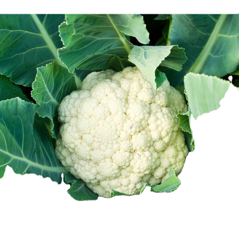 OP verity of Cauliflower California Wonder