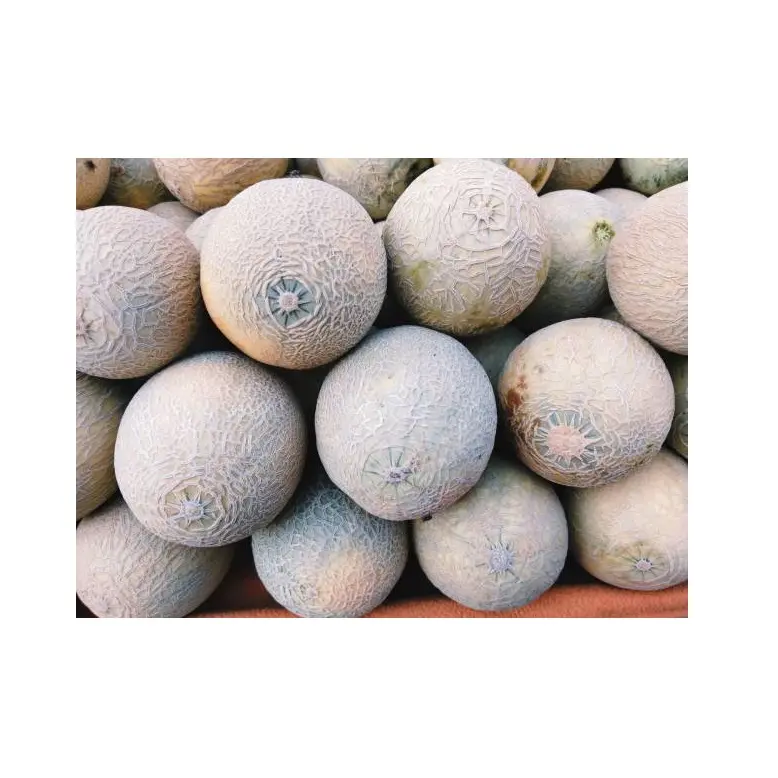 Cheap Price Bulk Stock Spanspek Single Fresh Melons Fruit For Sale In Bulk With Fast Delivery