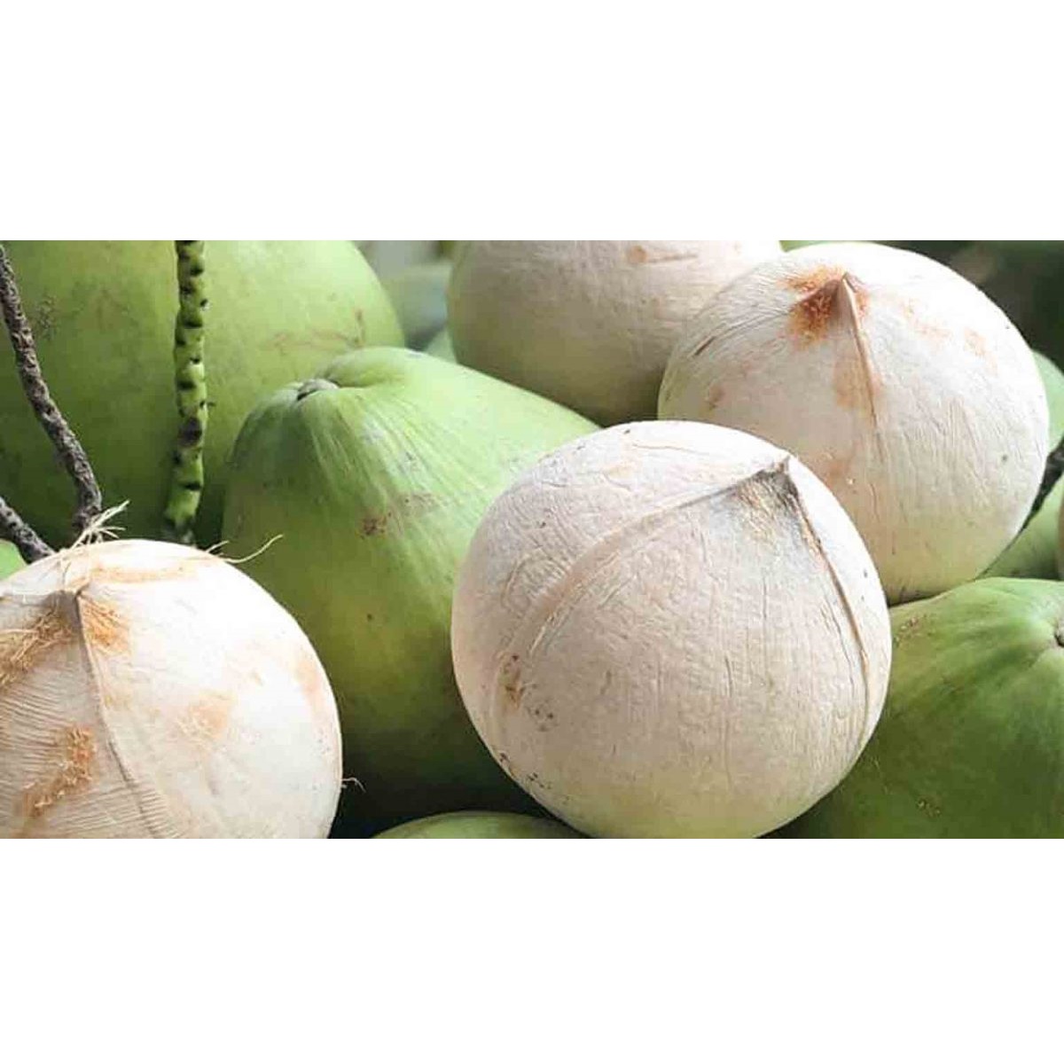 Молодой зеленый сладкий вкус, высокое качество, экспорт, оптовая продажа, Лучшая цена, сельское хозяйство, свежий кокос класса А из Вьетнама