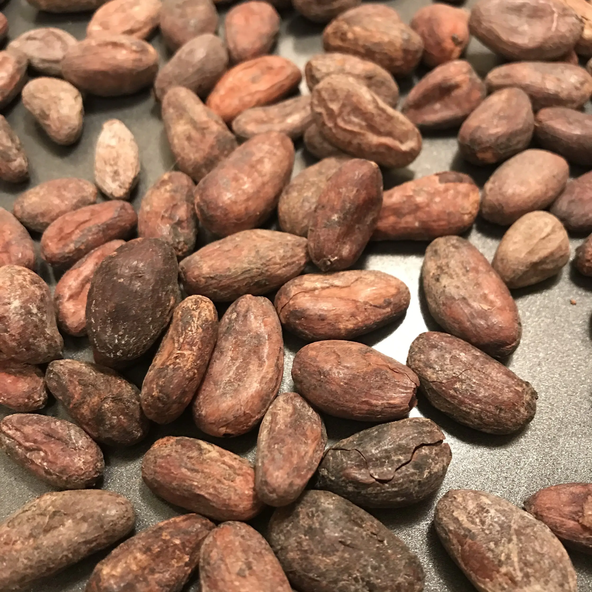 Wholesale New Beans Price Pure Quality Natural Organic Bulk Dry Cocoa Beans for Sale/ Chocolate / Beans/ Powder