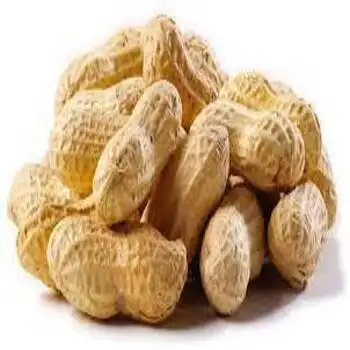 Peanuts Raw In Shell High Quality Peanuts Dried Egypt Top selling Peanuts wholesale bulk new crop