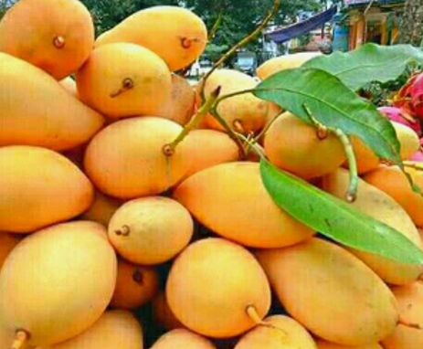 Fresh Mango Fruit From Vietnam