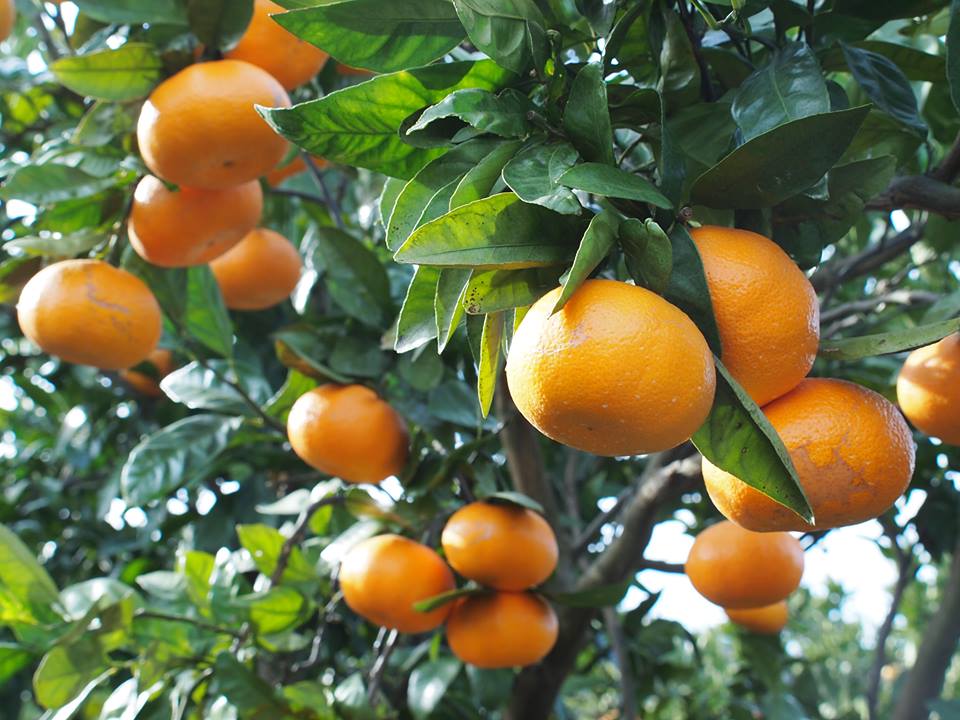 Japan Highly Recommended Cheap 100% A Bottle Of Water Orange Juice