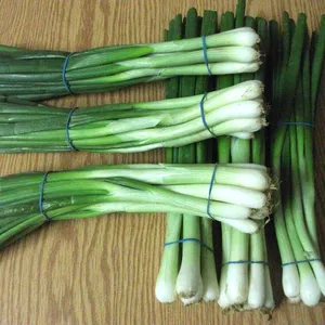 Spring Onion high quality
