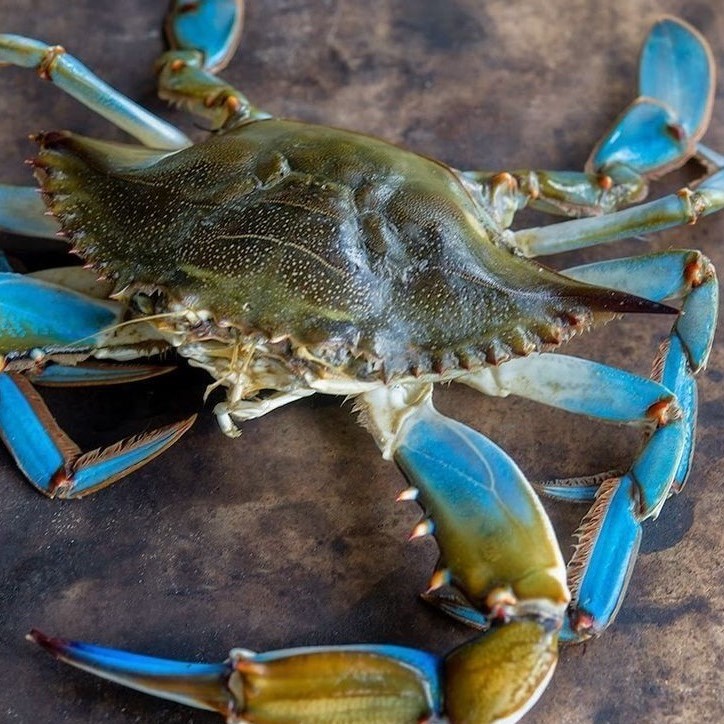 Замороженные морепродукты, большой запас, готовый к продаже, замороженный цельный голубой плавающий краб
