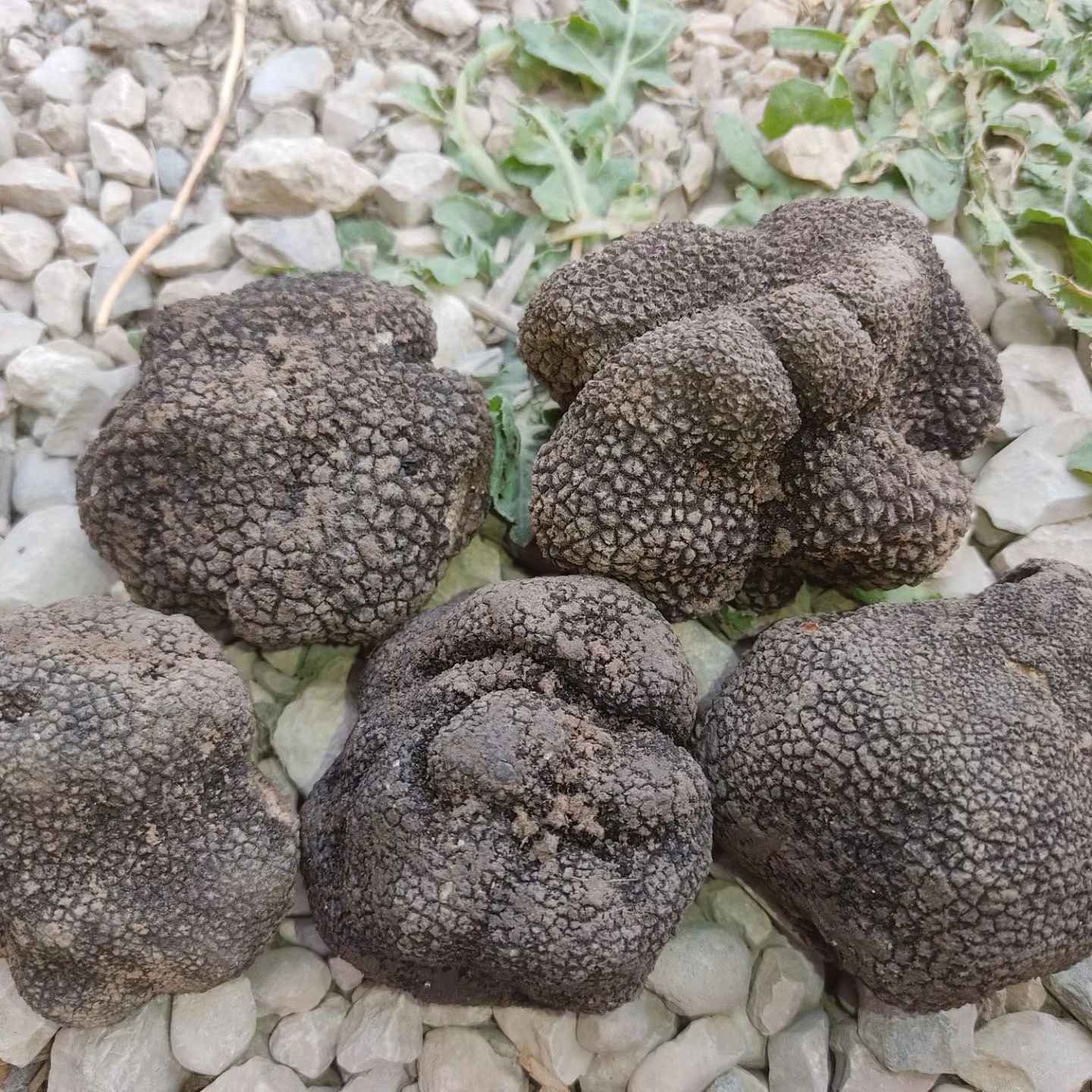 Ultimate Luxury Gourmet Product Best Quality Wild Fresh Whole Part Black Truffle Mushrooms