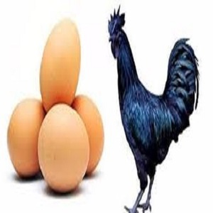 Table Egg Fresh Emu eggs