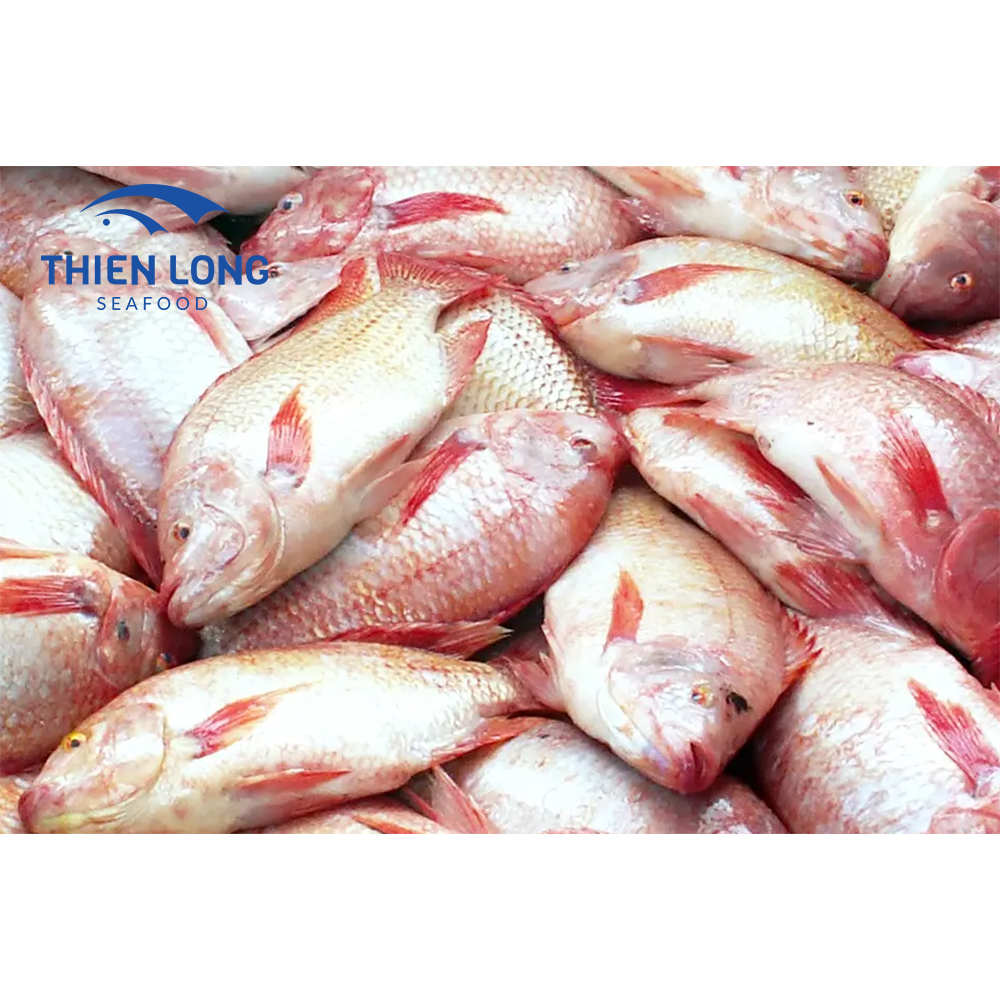 Frozen Whole Round Red Tilapia Fish For Export In Bulk
