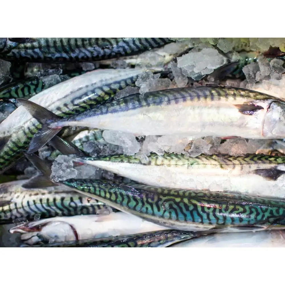 Hot Sale Seafood All Mackerel Supplies Cheap Frozen Mackerel Fish for Worldwide Export Selling at Low Price