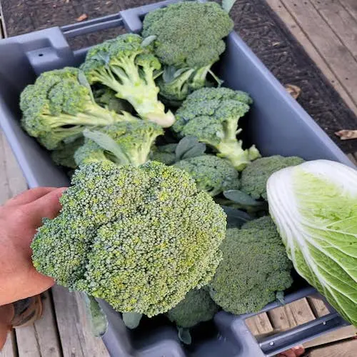 Buy 4-6cm Natural Green Fresh Broccoli / IQF Freezed Fresh High Quality Broccoli Price