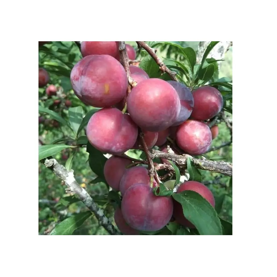 Fresh Juicy Red Plums Tasty Delicious High Quality Sweet Plum Premium Grade 100% Natural from Thailand Farm