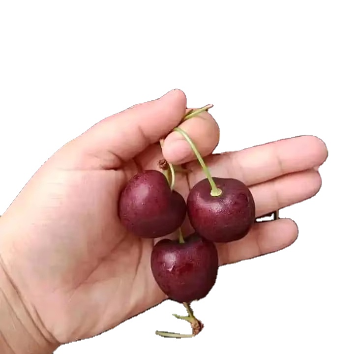 Wholesale Supplier of Fresh Red Cherries / Cheap fresh Yellow Cherries