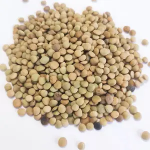 2022 new crop Chinese dry green lentils