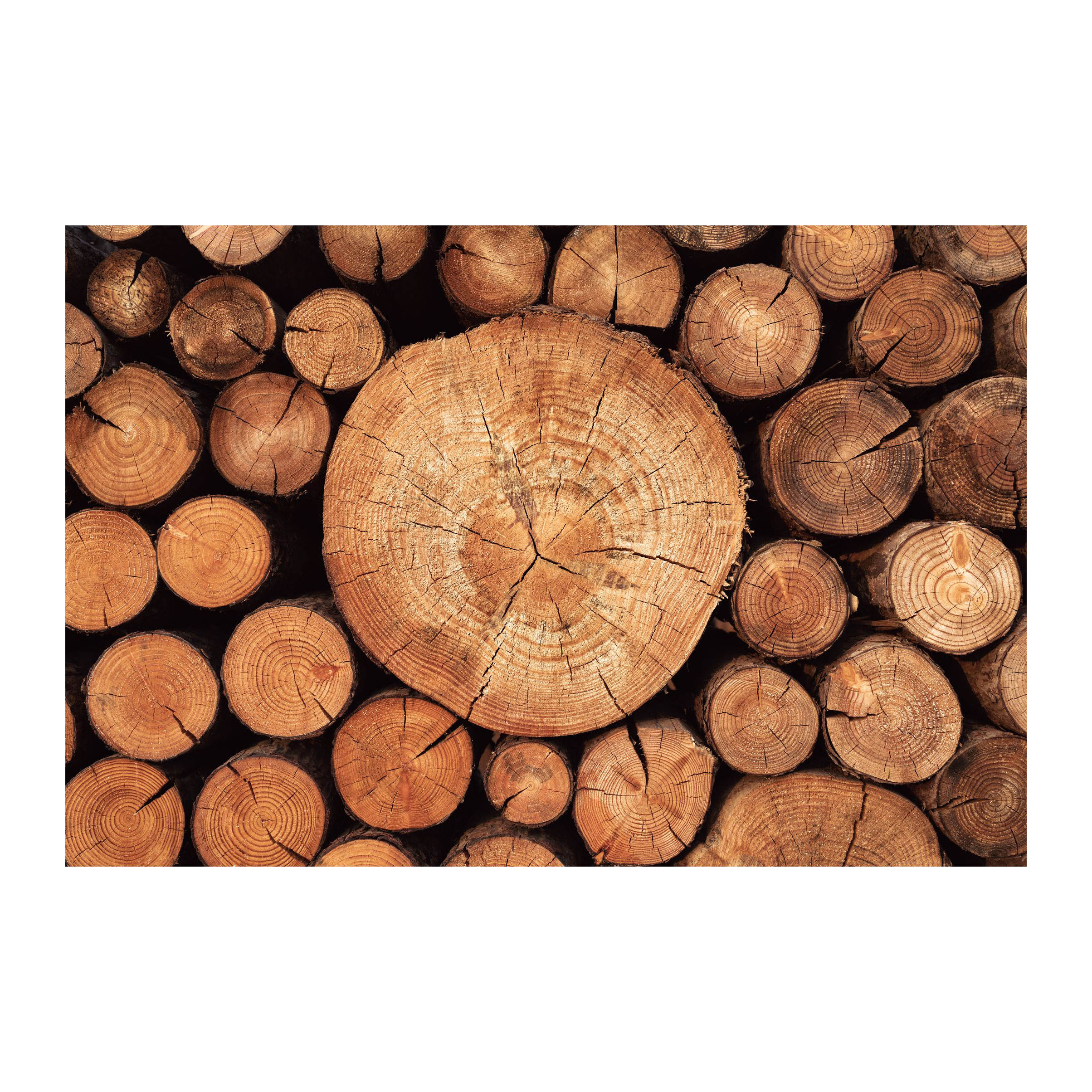 pine larch spruce wooden soft timber