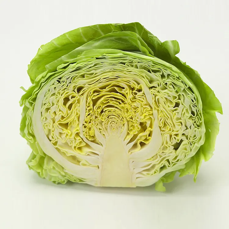 Wholesale Fresh green round cabbage from new crop