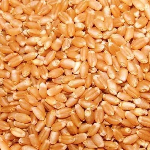 Top Selling New Crop Premium Quality High Grade Pure 100% Indian Healthy Wheat Wholesale Low Price