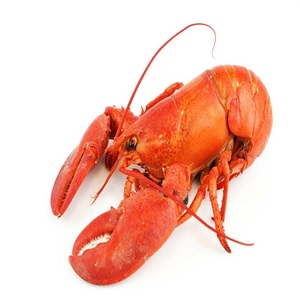 Live Lobsters, Lobster Delicious Taste Frozen Seafood Lobster Crayfish/Crawfish / Lobster low price frozen lobster tails