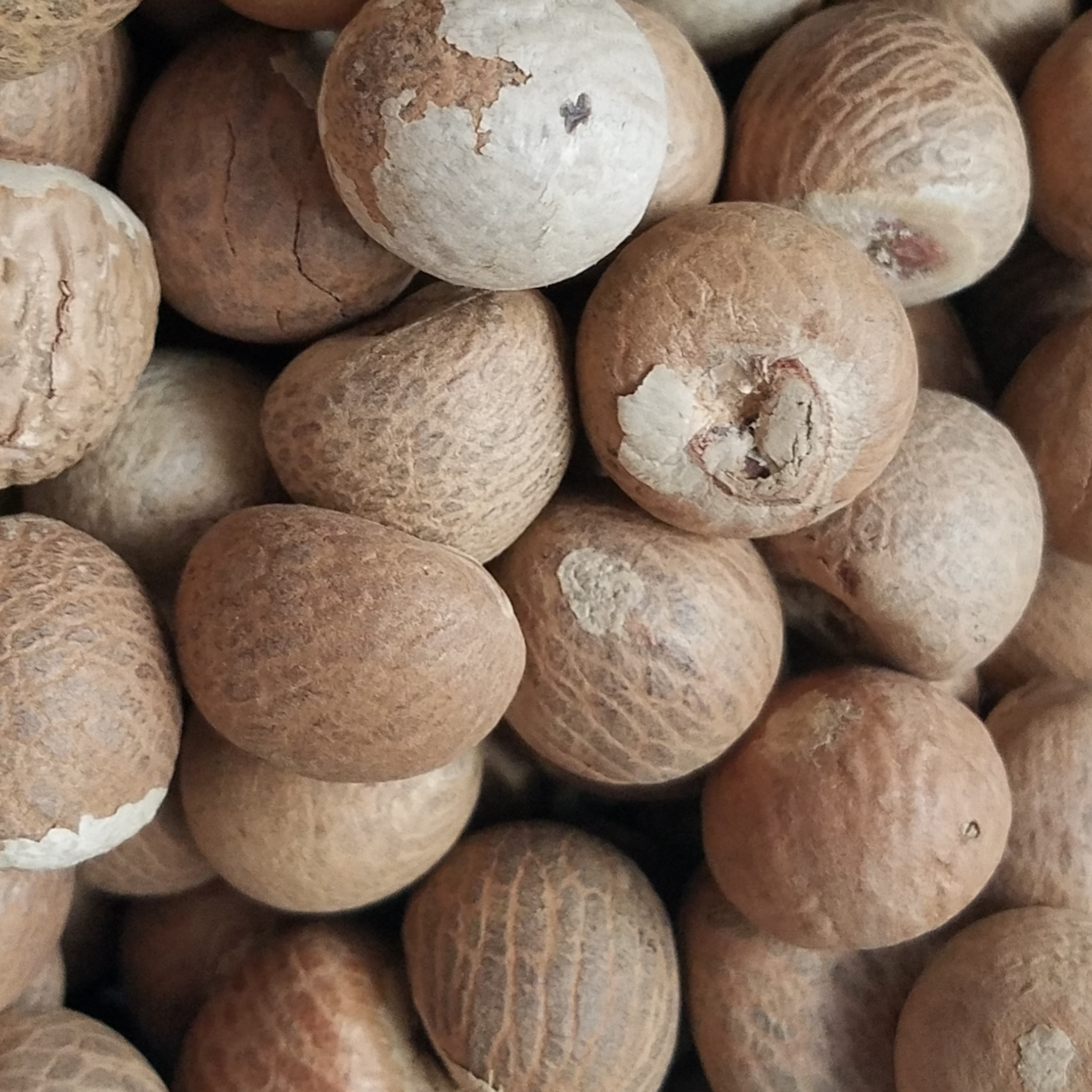 High Quality Whole Dried Betel Nuts Areca Nuts for Wholesale Max Bag
