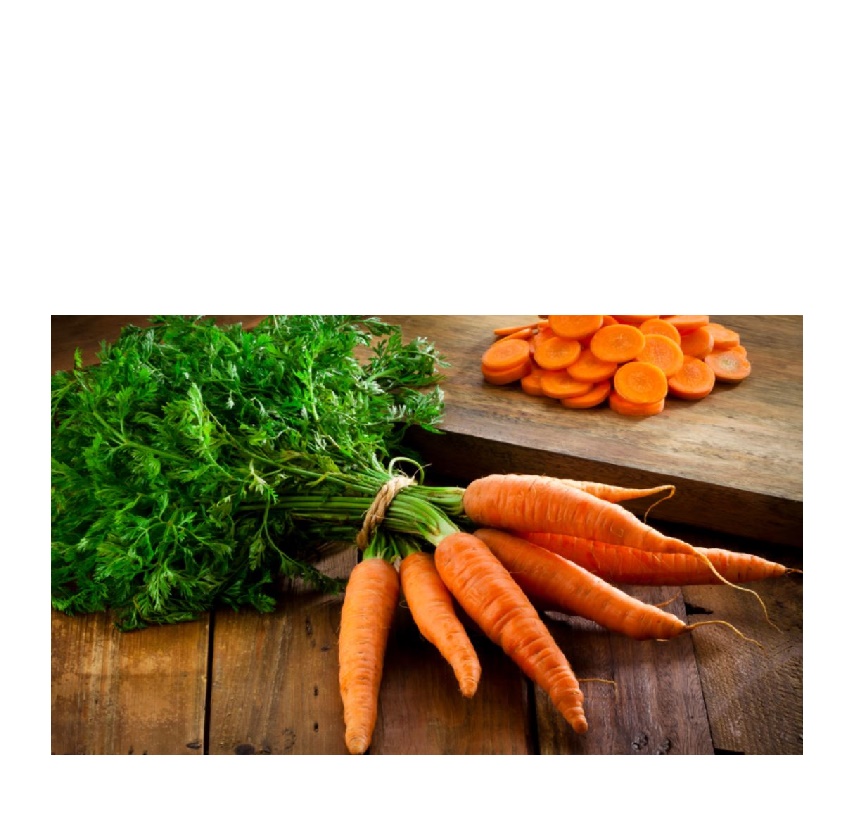 FRESH CARROT BIG SIZE/ fresh carrot new harvest/fresh carrot supplier
