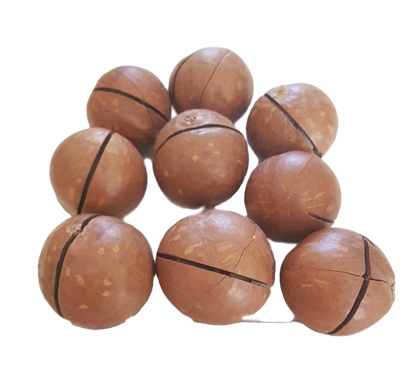 Wholesale 250g pack 500g pack Macadamia Nuts Salted And Creamy Taste Raw In Shell Or Deshelled