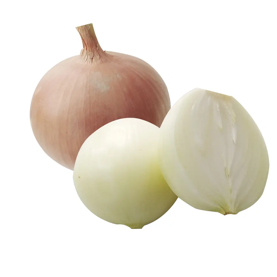 New Crop Onion Fresh Holland Yellow Onion 5-8CM in Mesh Bags