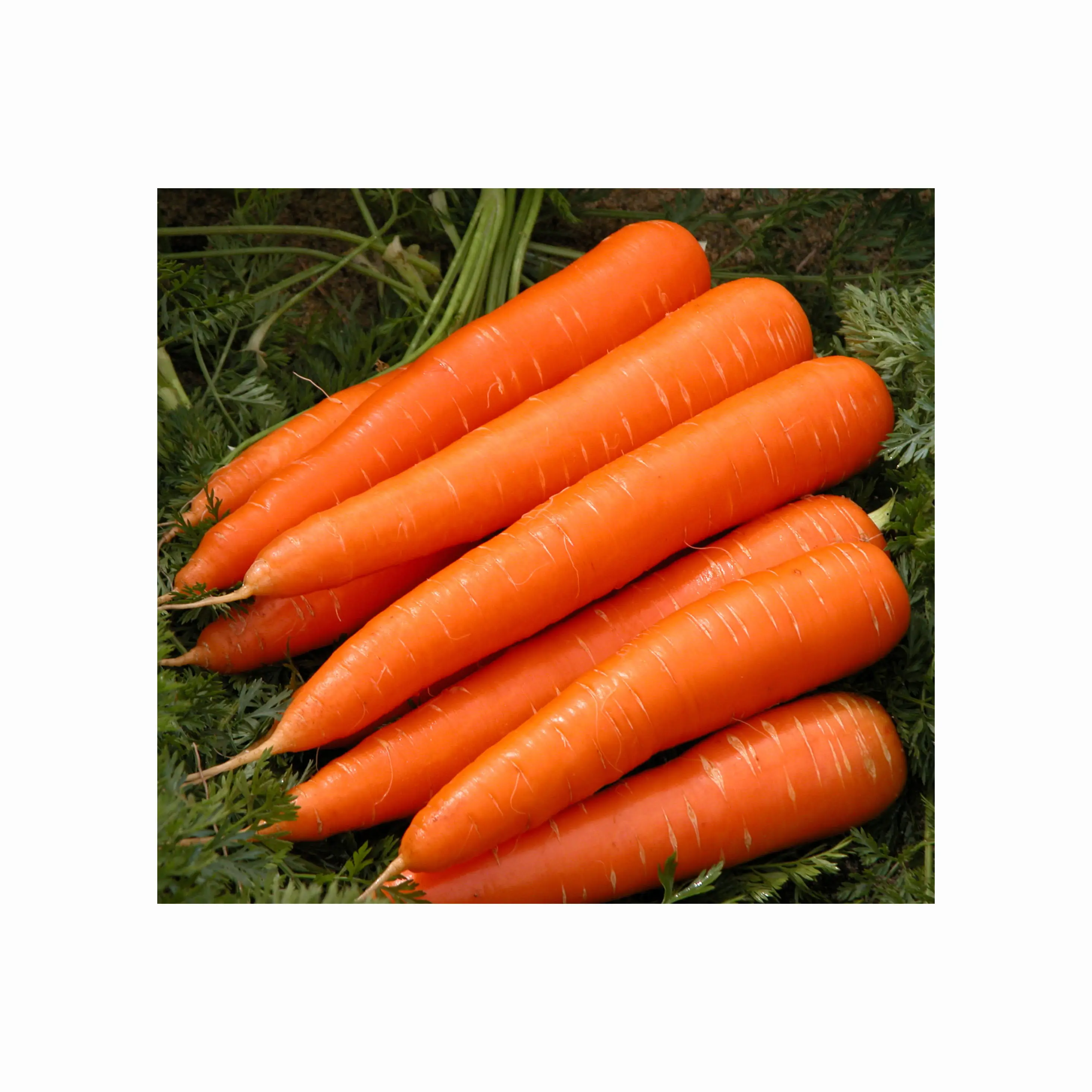 chinese fresh carrot S M L 2L 3L Shandong new crop