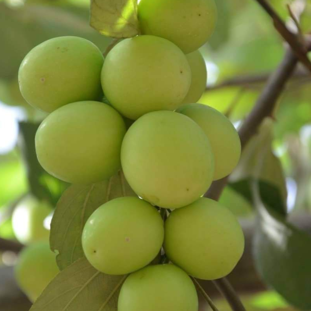 Свежее органическое молоко Jujube фрукты