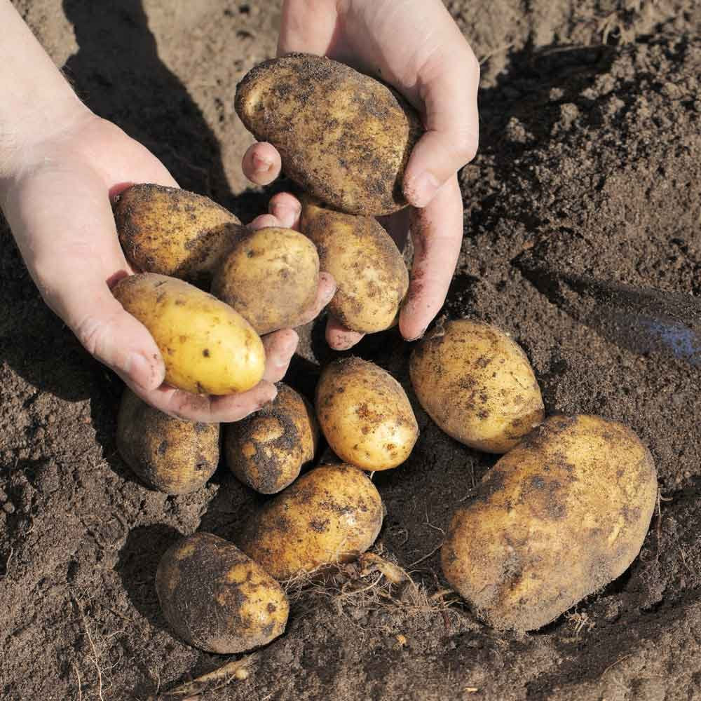 Оптовая продажа, свежий картофель, органический картофель 100%, высококачественный экспортный ориентированный Золотой Желтый картофель из Пакистана по низкой цене