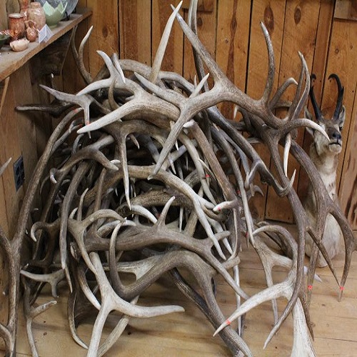 Whole Red Deer Antlers For Sale with Deer antlers Ornaments Bulk sales
