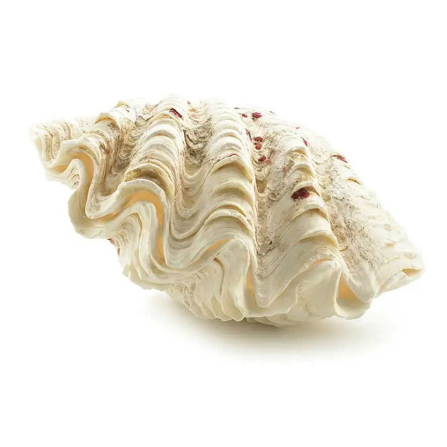 Ocean big size tridacna gigas large seashells natural sea shells home decor gift souvenir best selling