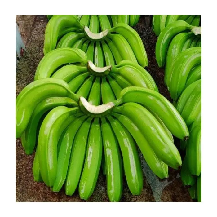 High quality cavendish banana - Vietnam banana chips/ fresh banana / dried banana export to EU, USA Free Tax