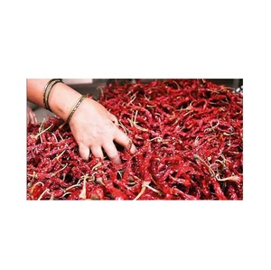 Most Selling Hot Spicy Byadgi 5531 Red Chilli for Extra Color and Flavor Available at Wholesale Price from India