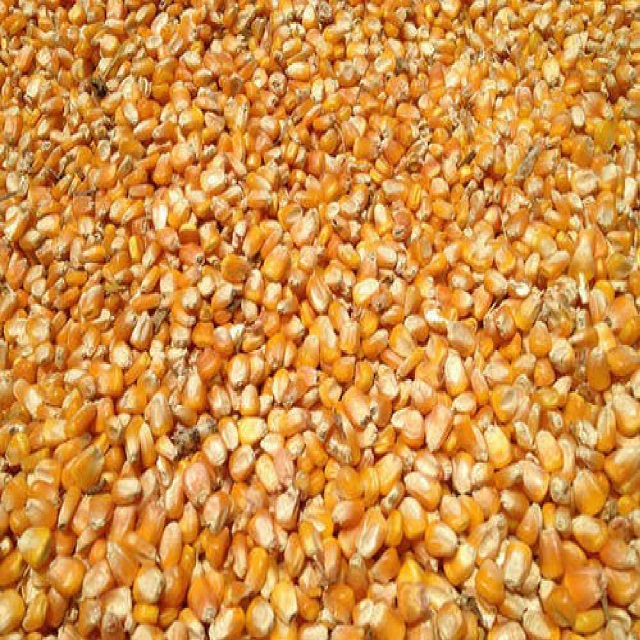 New Crop Yellow Corn Maize for human and animal feed grade consumption Yellow Corn For Poultry Feed