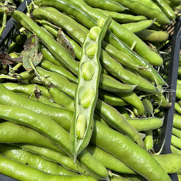 Sicilian Excellence Of Broad bean & Sour Of High Quality Broad bean 200 Grams For Happy Hours