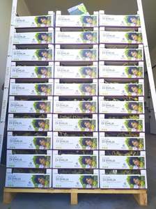 Top Quality Regal Grapes Organic Noble Nectar Grapes Reginone Table Grapes