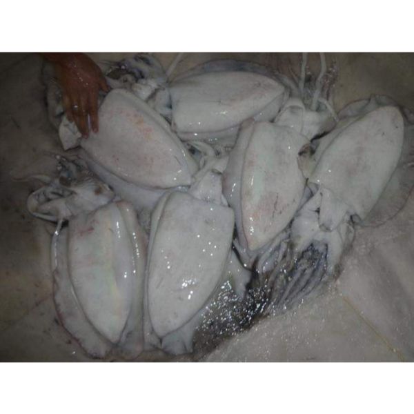 Замороженные лучшие морепродукты/оптовый запас готовых из Пакистана оригинальных морских Слепков