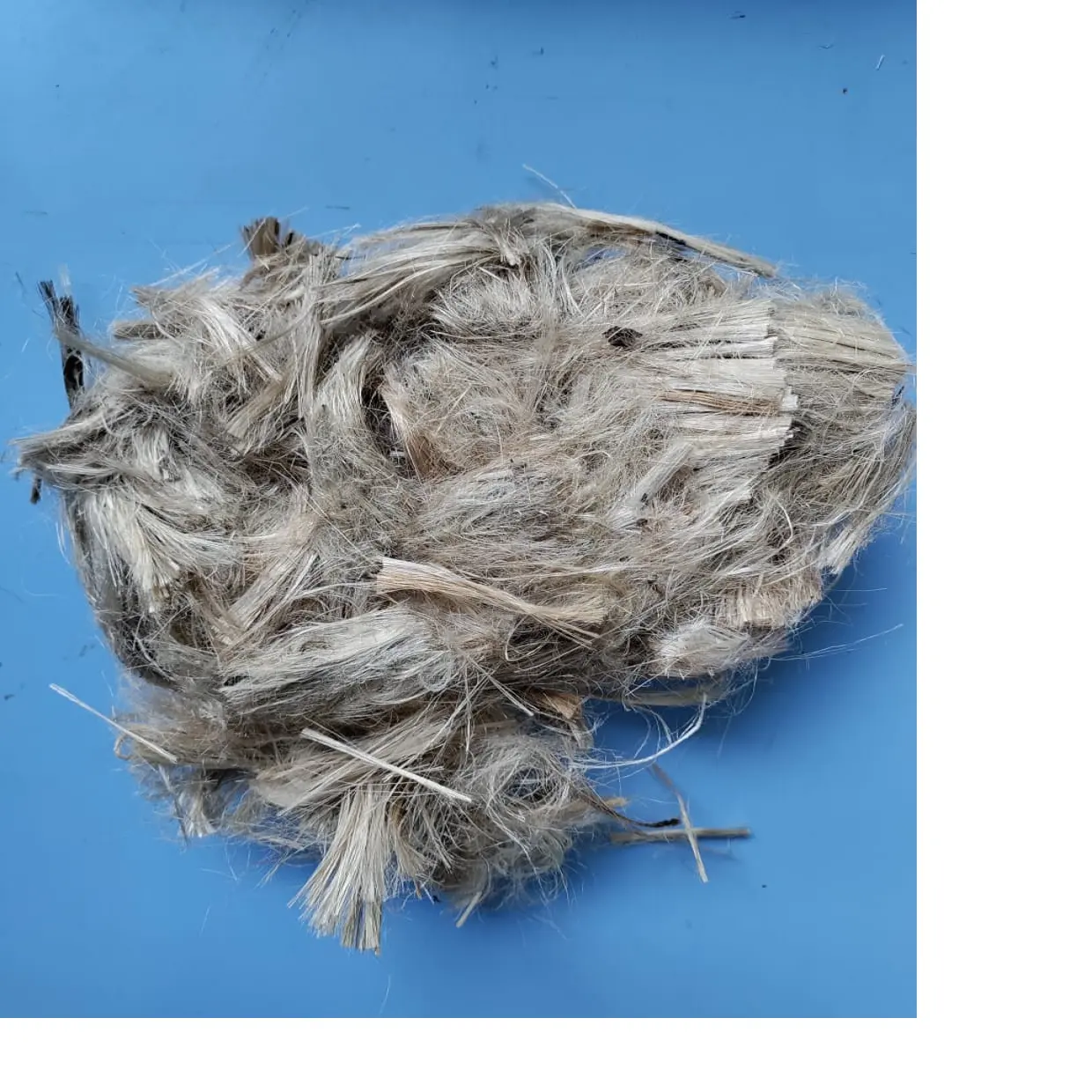 cut hemp fibers in size 50 mm suitable for textile spinning and weaving made from 100% natural hemp