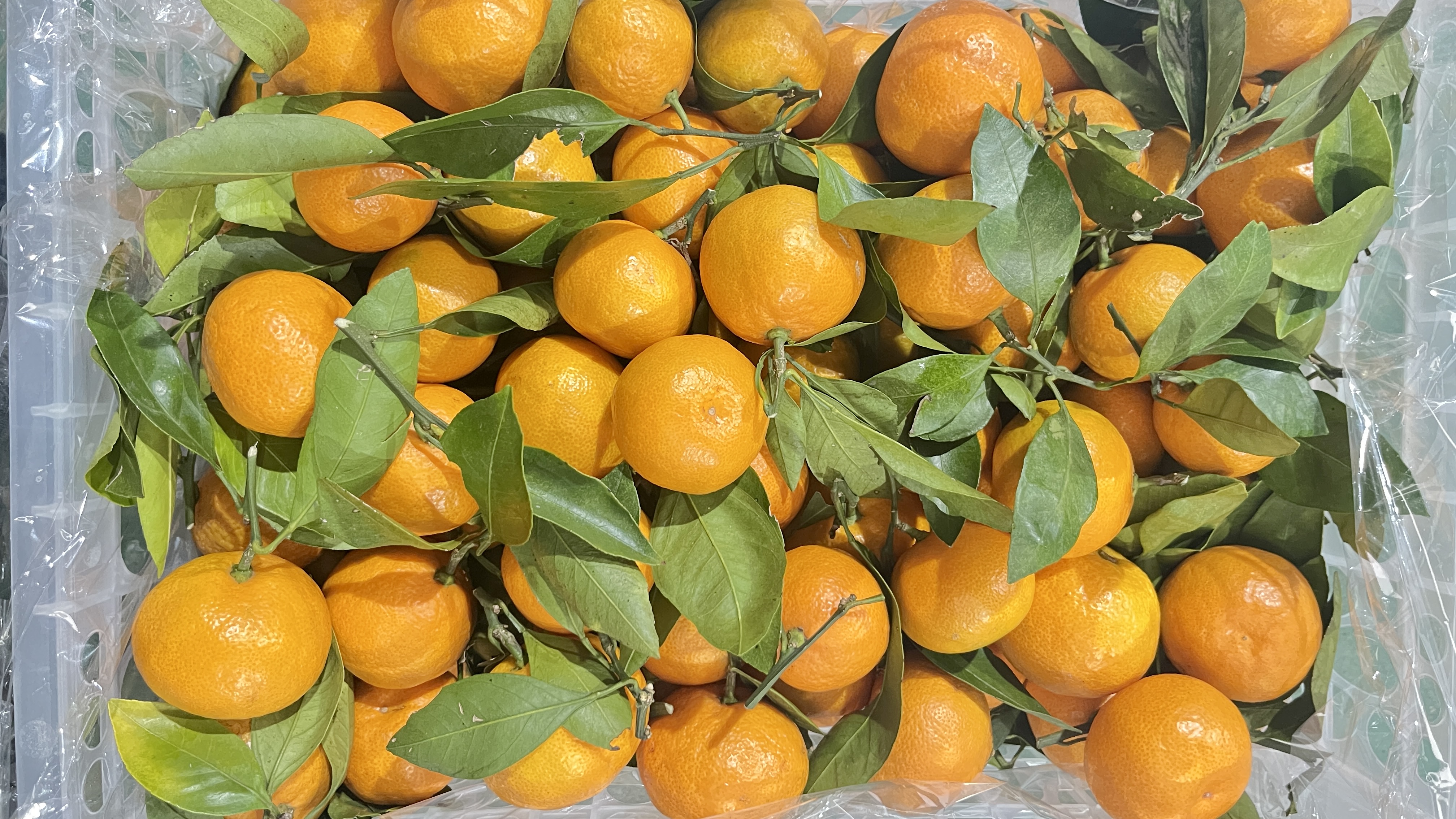 High Quality Fresh Mandarin Orange Fresh Tangerine Ponkon Organic Fresh Citrus Fruit From CN