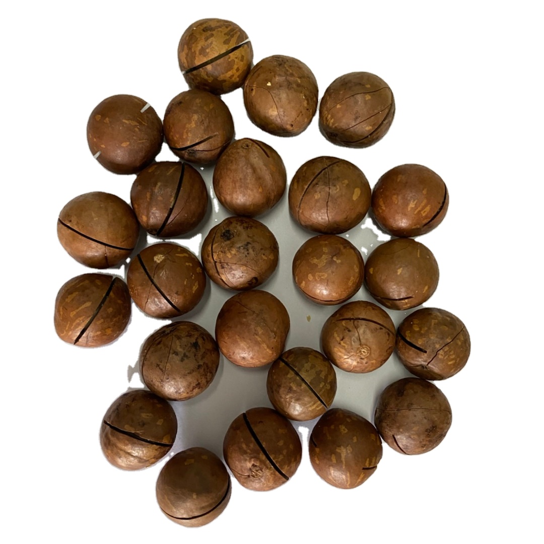 Factory price macadamia nut big size macadamia nut without shell