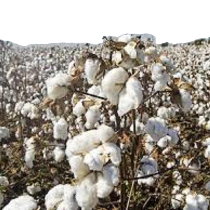 100% Organic Raw Cotton