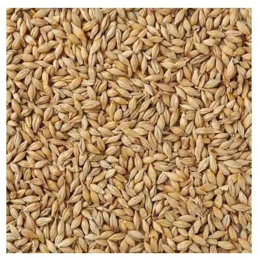 Wholesale Good Quality At Factory Price Barley Barley Animal Feed Barley Seeds