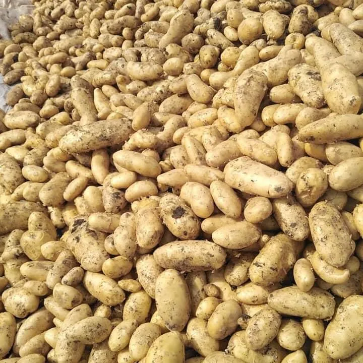 Свежий Картофель Из Египта, высокое качество, новый урожай, Spunta, Kara, Rosetta, Nicola, Diamante, Mondial