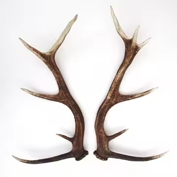 Large Red Deer Antlers/ Red Deer Antler