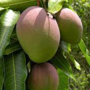 Fresh Kent Mangos/свежий поставщик манго