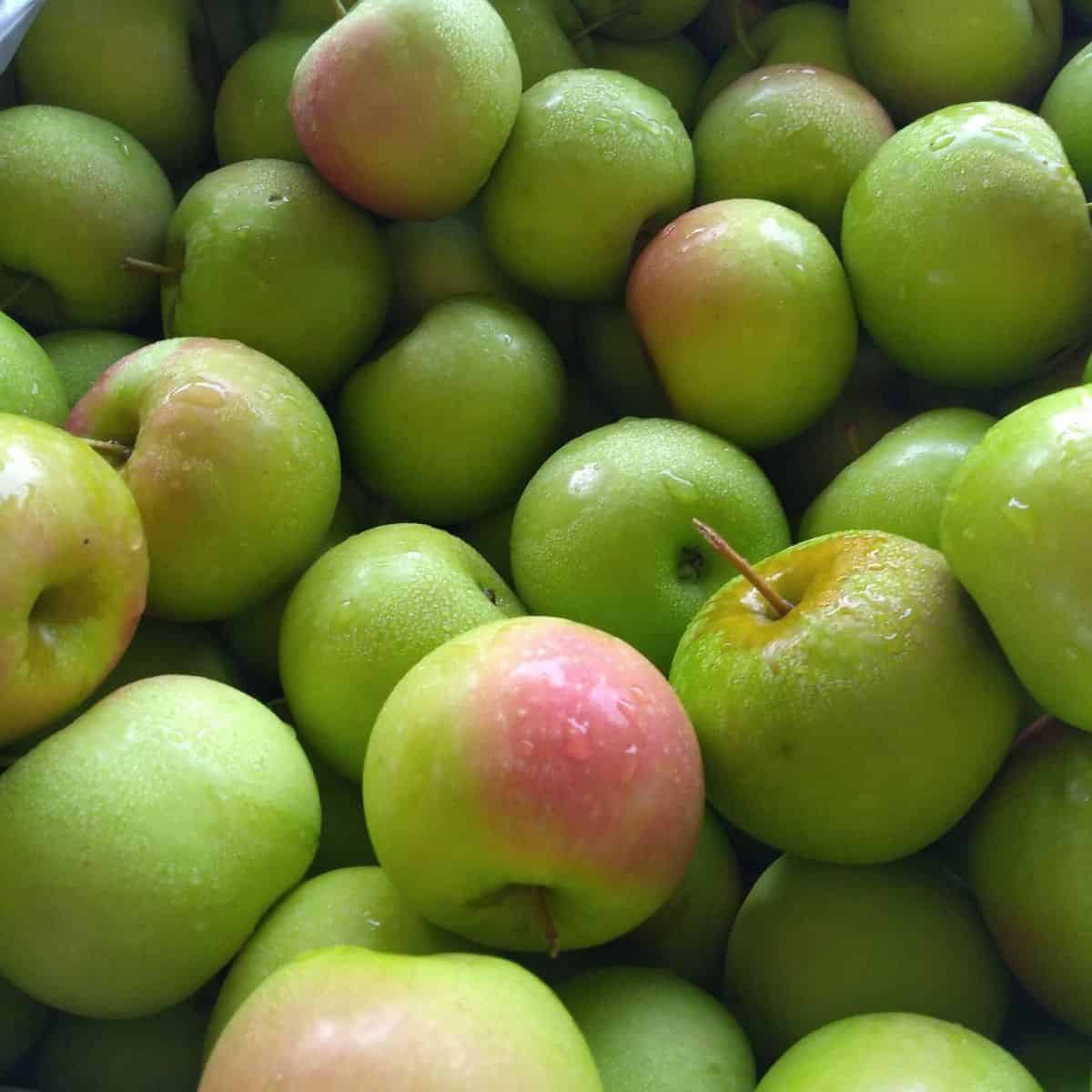 Китай свежие зеленые яблоки qinguan apple оптовые продажи по лучшей цене
